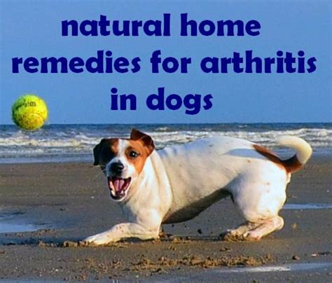 Arthritis in Dogs: Treatment, Natural Home Remedies, and Symptoms ...