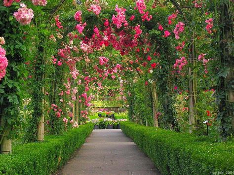 Bunga Mawar Di Taman Resolusi Tinggi Merah, taman bunga Wallpaper HD ...