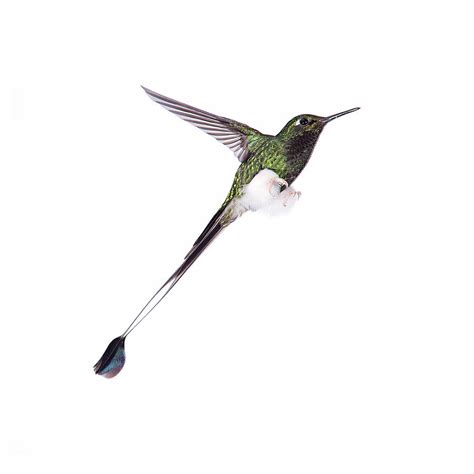 White-booted Racket-tail Hummingbird Photograph by Nicolas Reusens ...