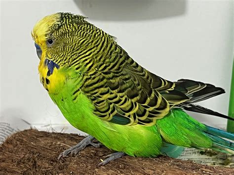 Caring for Budgerigars (pet budgies) - Bird Vet Melbourne