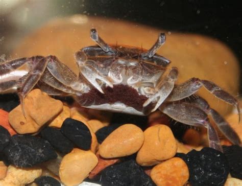 Fiddler Crab (uca Pugnax) Photos | RateMyFishTank.com