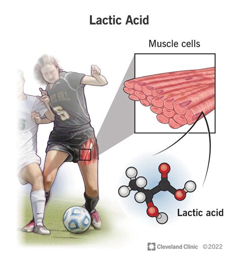 Lactic Acid Fermentation In Muscle Cells