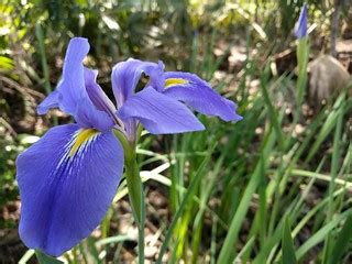 Giant Blue Iris | Louisiana's state wildflower and the large… | Flickr