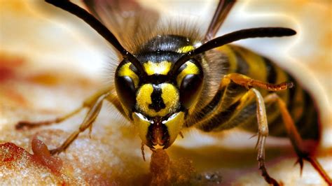 Hornet vs Wasp | HowStuffWorks