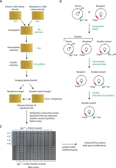 Figures and data in Adaptation of the periplasm to maintain spatial ...