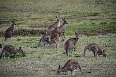 Kangaroo Mob Australia stock image. Image of females - 154740613