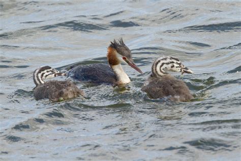 North Cave Wetlands