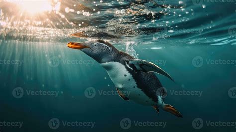 A penguin swimming marine life underwater ocean, Penguin on surface and ...