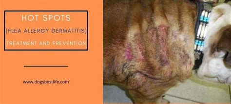 Flea allergy dermatitis: Caused if your dog is allergic to flea saliva