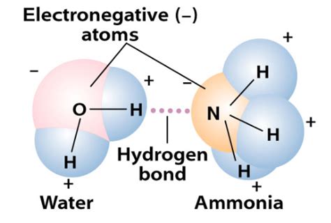 Ammonia – The Good, The Bad, The Smelly… Part One | Warren Forensics