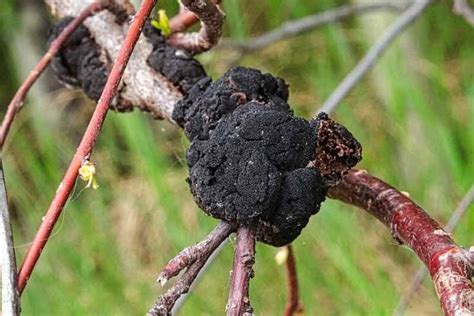 Plum Tree Diseases - What to Watch for and How to Protect Your Plum Tree - Minneopa Orchards