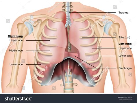 14,546 Anatomy Of The Thorax Images, Stock Photos, 3D objects, & Vectors | Shutterstock