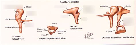 Ossicles Diagram | Quizlet