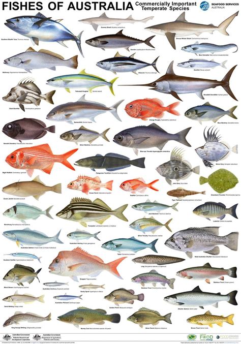 Poster Temperate Fish | Fish chart, Types of fish, Fish art