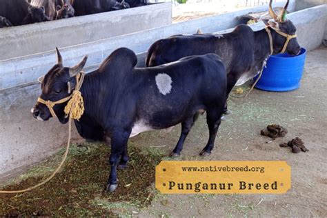 Punganur dwarf cattle breed - Indigenous south indian cattle