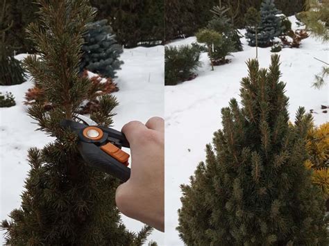 How To Trim Dwarf Alberta Spruce? – World of Garden Plants