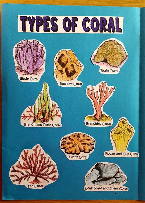 Coral Reef Identification Guide