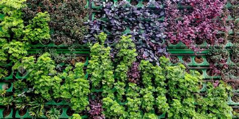 Green Wall & Vertical Garden - Greenly Landscape India