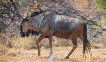 Wildebeest - Facts, Diet & Habitat Information