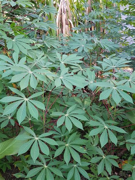 Cassava tree | Plants, Tree, Cassava