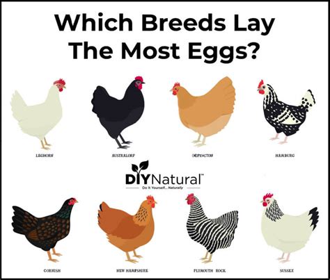 Best Egg Laying Chickens: A List of The 15 Best Chicken Breeds for Eggs