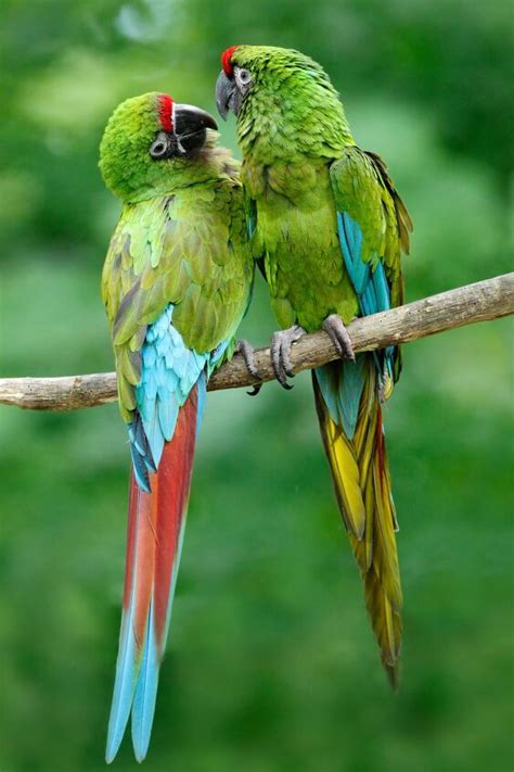 Military Macaw Health, Personality, Colors, Sounds, and Habitat ...