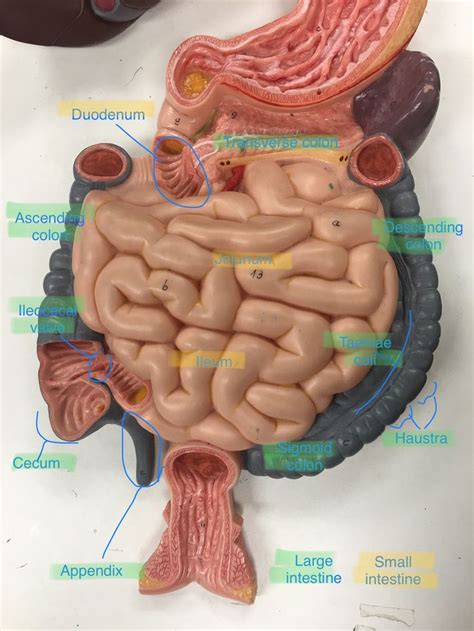 Small and large intestine labeled | Large intestine, Anatomy, Colon