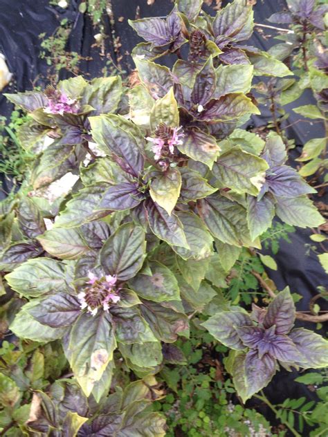 Purple Basil from Franks Garden Franks, Organic Gardening, Basil, Cabbage, Fresh, Vegetables ...