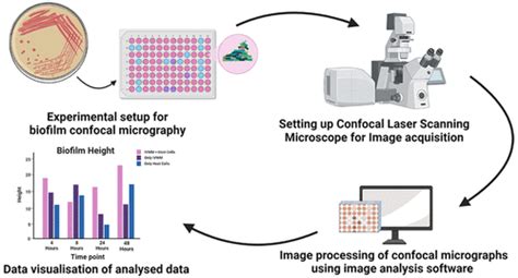 Confocal Laser Scanning Microscopy