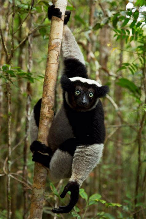 Indri (Indri indri) portrait in tropical rainforest habitat. Madagascar ...