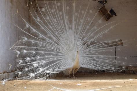 White Peacock Dancing in Happy Mood. Stock Photo - Image of dance ...