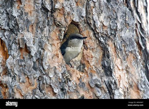 Pygmy nuthatch nest hi-res stock photography and images - Alamy