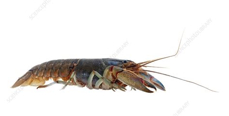 Common Yabby crayfish underwater, Victoria, Australia - Stock Image - C041/8840 - Science Photo ...