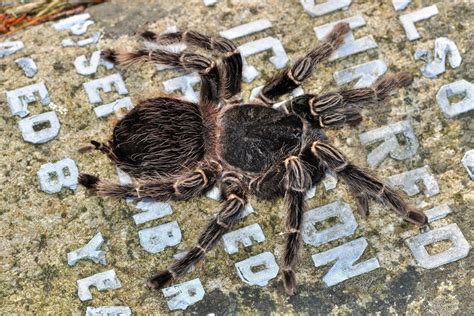 Are tarantulas poisonous, how long do they live, where is their habitat and what do they eat?