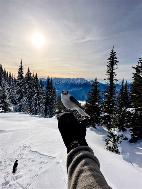 Snowshoeing at Hurricane Ridge, Olympic National Park - a life of ...