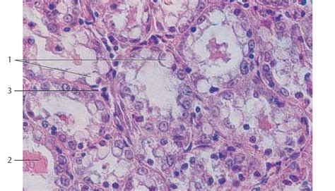 De Histology: Mammary Gland (Histology)