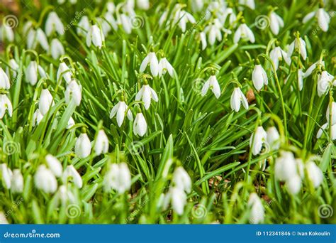 Beautiful Spring Snowdrop Flowers Bloom Isolated Stock Photo - Image of growth, grass: 112341846