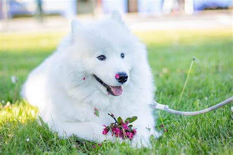 Samoyed Breed Guide - Responsible Pet Breeders Australia