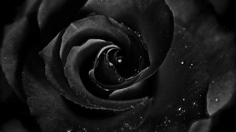 18 Black Rose Wallpapers - Wallpaperboat