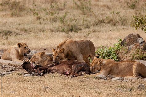 "Pride Of Lions Feeding On Prey" by Stocksy Contributor "Mark Pollard ...