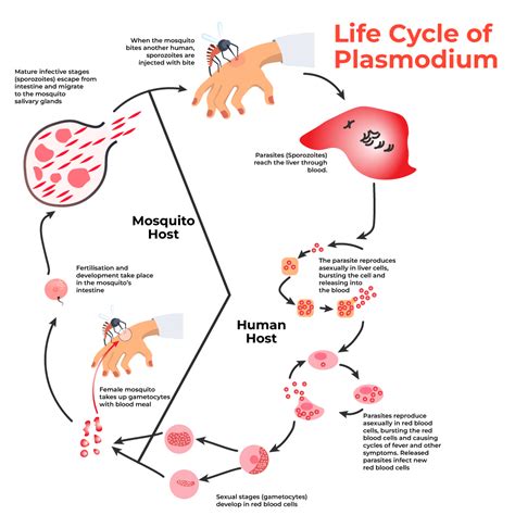 Plasmodium Life Cycle - Classification, Life Cycle and Diagram