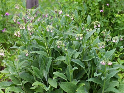 Comfrey Herb Plant - Learn About Different Comfrey Uses In Gardens