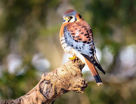 Kestrel Falcon Tattoos