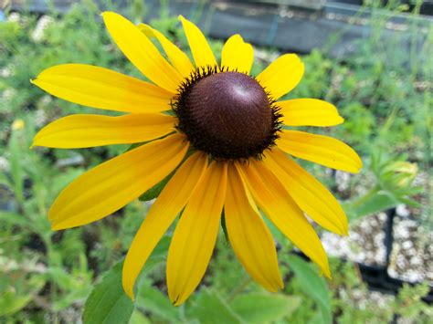 Plantes vivaces Rudbeckia Hirta yeux verts vivace GRAINES DE FLEURS ...