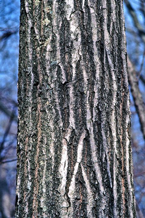 Northern red oak | Northern red oak (Quercus rubra) bark has… | Flickr