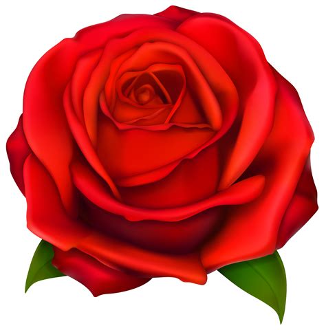 Images Of Rose - ClipArt Best