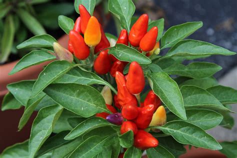 Ornamental Pepper Planting - Tips For Growing Ornamental Peppers