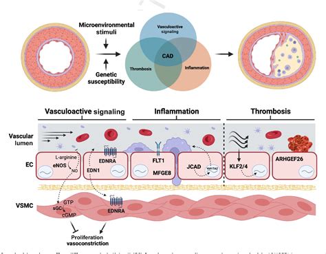 Figure 2 from REVIEW The Role of Endothelial Cells in Atherosclerosis ...