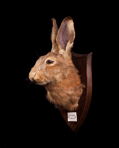 Taxidermy Hare Mask by P. Spicer & Sons.