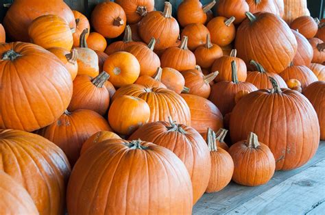 When and How to Harvest Pumpkins